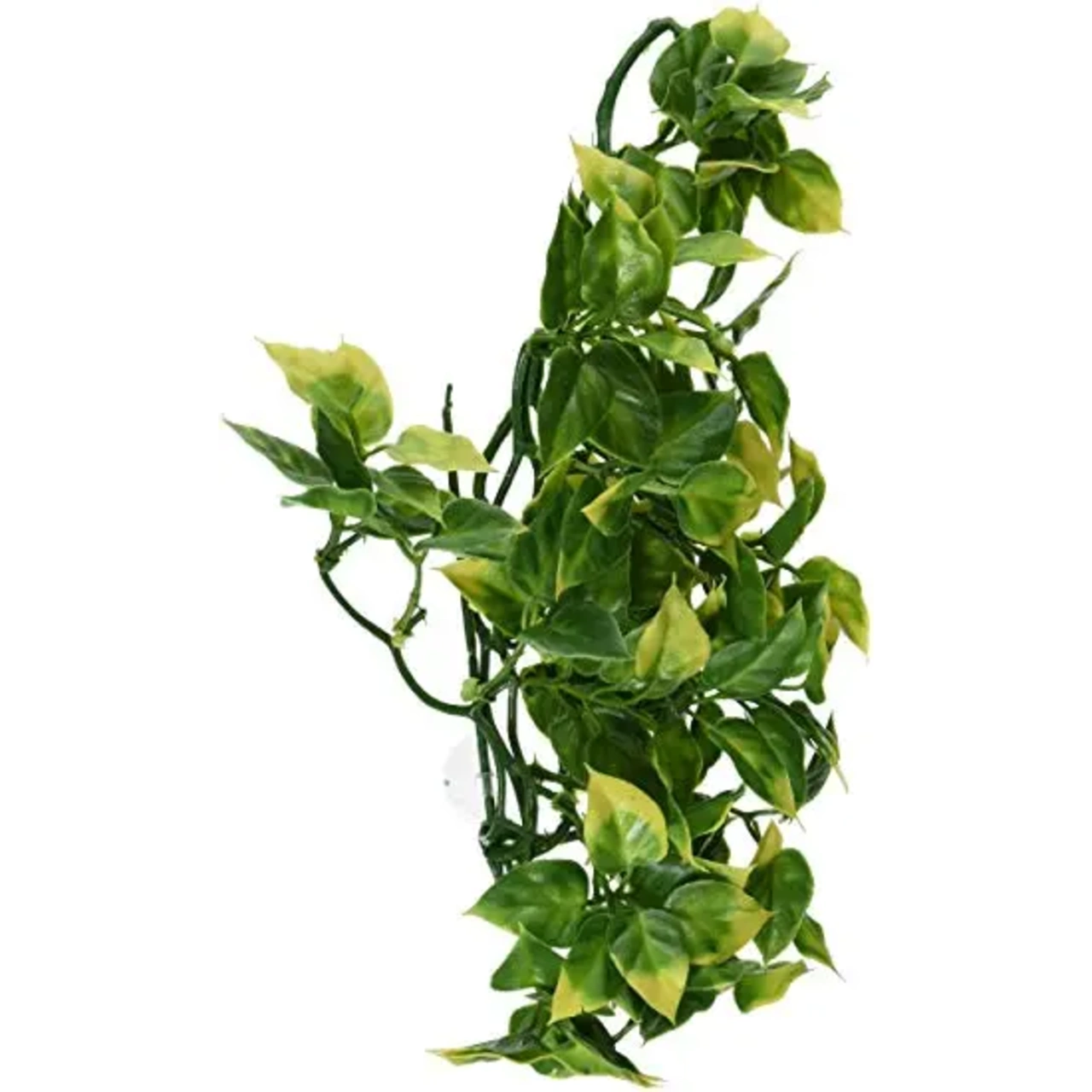 Exo Terra Amapallo medium